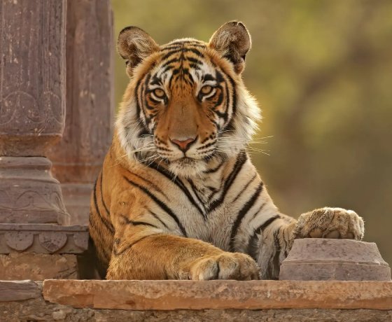 Golden Triangle Tour Packages