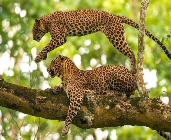 Golden Triangle Tour Packages